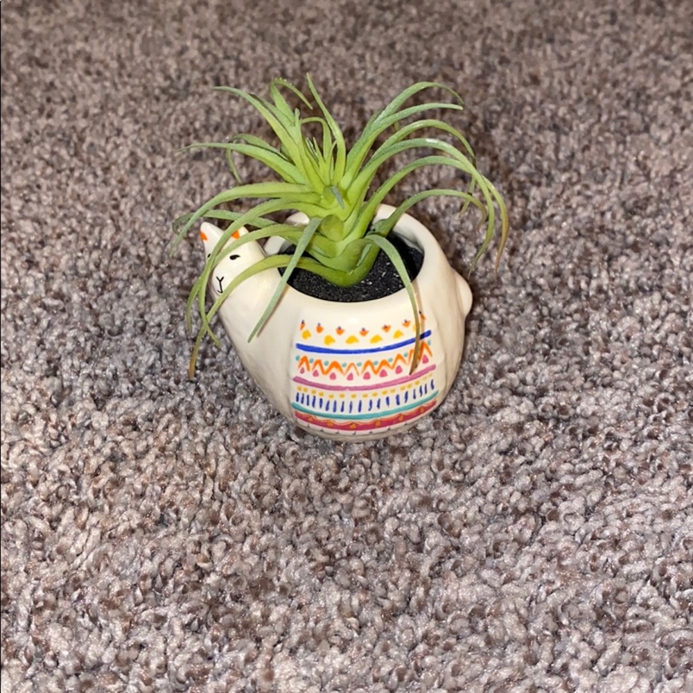 Lama plant decor